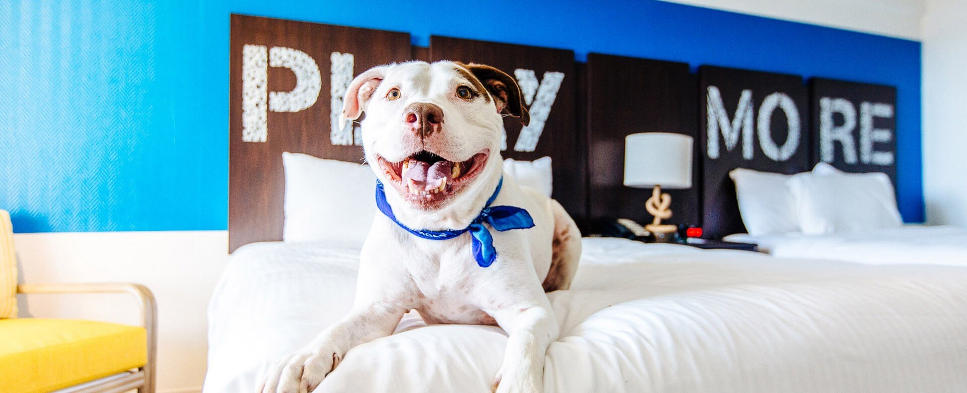 Dog in a pet-friendly beachfront hotel room in Florida