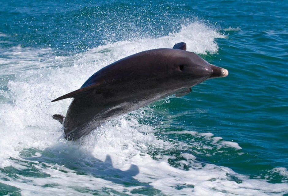 dolphin