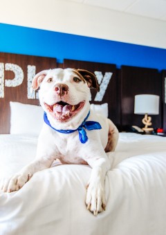 dog in Sirata hotel room